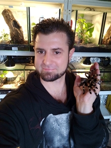 Gabberspider mit Brachypelma smithi